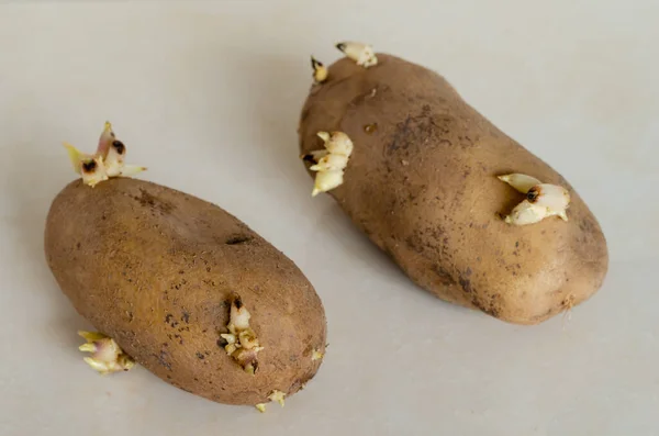 Semi Patate Marmo Chiaro Due Radici Coltivate Con Germogli Lavoro — Foto Stock