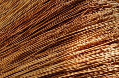 Güneşte kuru ot sapları. İnce darı sapları. Doğal çoklu görev geçmişi. Yakın plan. Seçici odak.