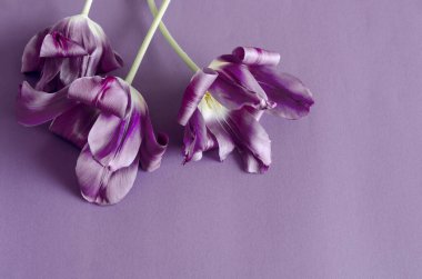 Açık mor arkaplanda laleler. Sakin bir arka planda üç narin çiçek. Tasarımcı metni için boş yer. Yukarıdan bak. Seçici odaklanma. Yakın plan..