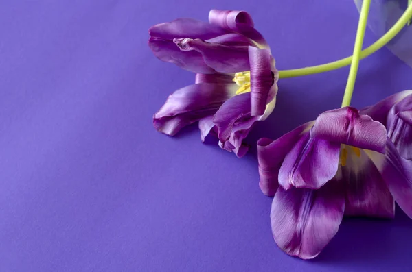 Tulipanes Sobre Fondo Morado Tres Delicadas Flores Sobre Fondo Tranquilo — Foto de Stock