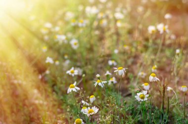 Papatya çiçeği tarlası arka planında, güneş ışığında. Bahar papatyaları. Çiçekli tıbbi papatyaları olan güzel bir doğa sahnesi. Alternatif tıp. Seçici odak.
