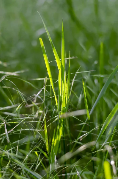 阳光照射在绿草上 早春的阳光洒在多汁的香草茎上 大自然的自然美 有选择的重点 天然绿色背景 — 图库照片
