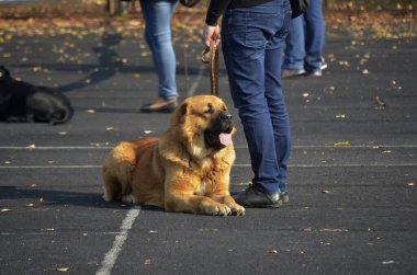 Büyük Kahverengi Kafkas Çoban Köpeği. Yetişkin köpek sahibinin yanında yatıyor. Özel bir mekanda ya da köpek şovunda köpek eğitmek. Güneşli sonbahar gününün dışında. Seçici odak.