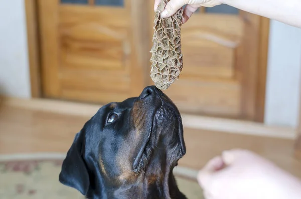 Rottweiler 'ı çiğ etle tedavi etme süreci. Kadın eli bir parça taze inek midesi tutuyor. Yetişkin bir erkek Rottweiler oturur ve emir bekler. Çiğ besleme evcil hayvan. Kapalı alanda çekim yapmak. Seçici odak.