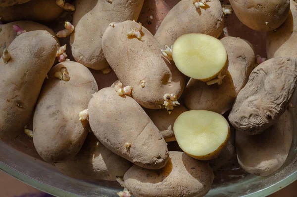 Dos Mitades Papas Recién Cortadas Una Pila Patatas Siembra Con — Foto de Stock