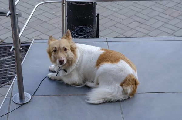 The dog is tied at the entrance to the store. Portrait of a scared dog lying on the floor. A brown and white mixed-breed dog awaits its owner. Frightened brown eyes of a pet are looking at the camera. Domestic animals in urban real life.