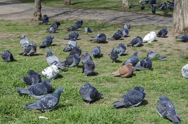 Troupeau Pigeons Urbains Sur Pelouse Groupe Pigeons Ennuyés Est Assis — Photo