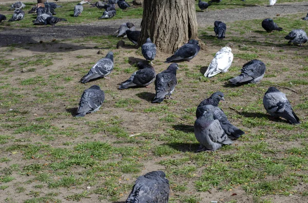 Pombos Nas Ruas Vazias Cidade Rebanho Pássaros Urbanos Calçada Gramado — Fotografia de Stock