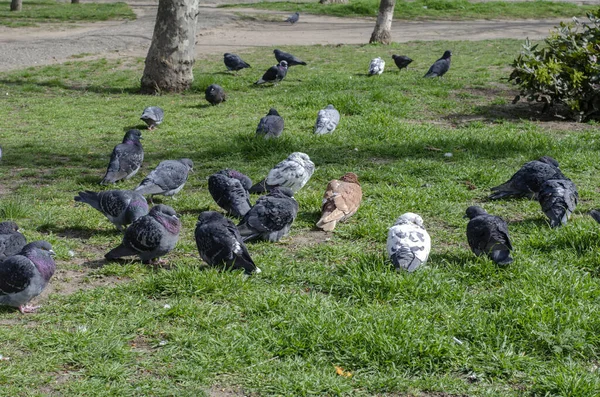 Troupeau Pigeons Urbains Sur Pelouse Groupe Pigeons Ennuyés Est Assis — Photo