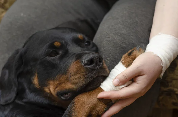 Cão Doente Senta Aos Pés Dono Rottweiler Com Pata Enfaixada — Fotografia de Stock