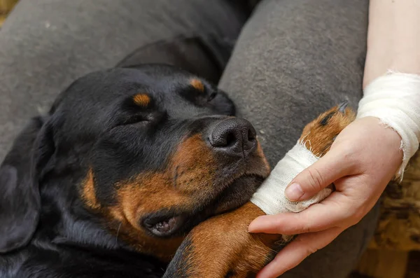 Sargılı pençeli bir Rottweiler portresi. Hasta Pet bir kadının kucağında uyuyor. Bandajlı fırçalı bir kadın eli bir Rottweiler 'ın ağrıyan patisini tutar. Evcil hayvanlara bakmak. Yakın plan. Seçici odak.
