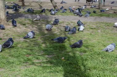 Boş bir şehir parkında güvercinler. Yeşil bir bahar çimenliğinde bir kuş sürüsü. Kuşlar insanları özler. Bahar güneşli bir gün. Seçici odak.