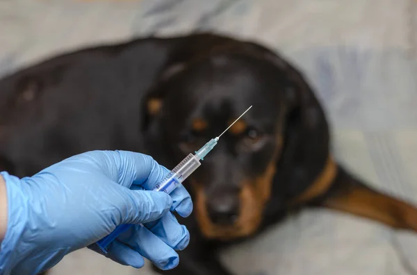Hayvan Sağlığı Uzmanı elinde şırıngayla arka planda bir köpek için aşı tutuyor..