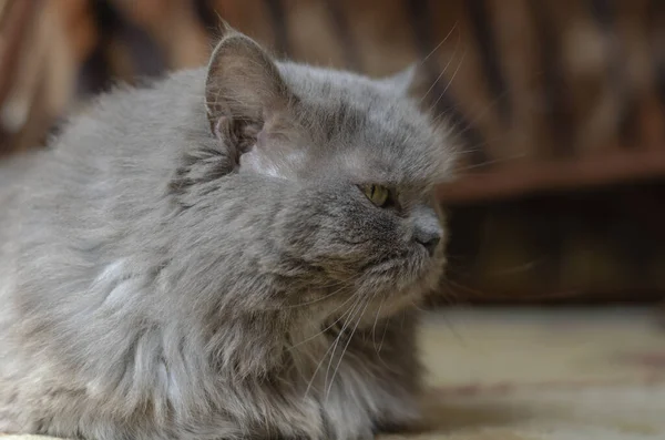 Retrato Gato Doméstico Gris Lindo Gato Esponjoso Yace Suelo Vida —  Fotos de Stock