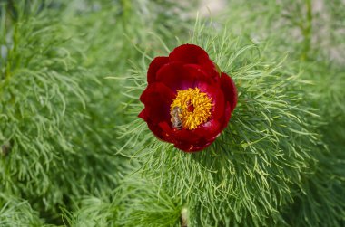 Küçük yapraklı şakayık ya da dar yapraklı şakayık (Paeonia tenuifolia L.). Şakayık çiçekleri yakın plan. Arılar çiçek açan şakayık çalılarından nektar toplarlar. Göz hizasında atış. Seçici odak.