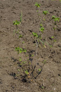Genç üzümlü çalı. Bahar bahçesindeki tek bir frenk üzümü çalısı. Bahar bahçesi ağaçlara ve çalılara bakmak için çalışır. Yan görüş. Seçici odaklanma. Yakın plan..