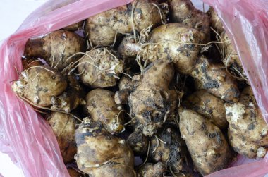 Kudüs enginarının birkaç şişliği. Torbadaki Kudüs enginar yumrusu. Kudüs enginarının kirli yumrusu. Hasat. Yukarıdan bak. Seçici odaklanma. Yakın plan..