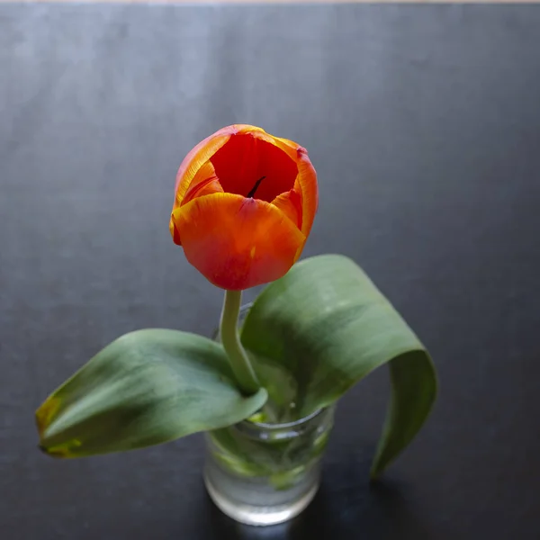 Tulpe Einer Glasschale Einzelne Tulpe Einem Transparenten Glas Mit Wasser — Stockfoto