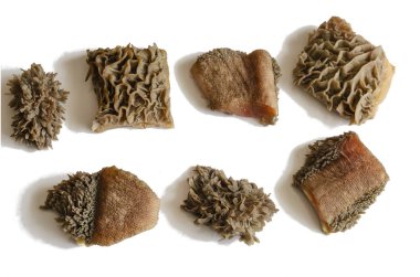 Çiğ sığır eti dilimleri. İneğin midesinden küçük parçalar. Beyaz arka planda izole edin. Göz hizasında atış. Seçici odak.