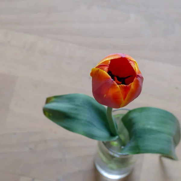 Tulpe Einer Glasschale Einzelne Tulpe Einem Transparenten Glas Mit Wasser — Stockfoto
