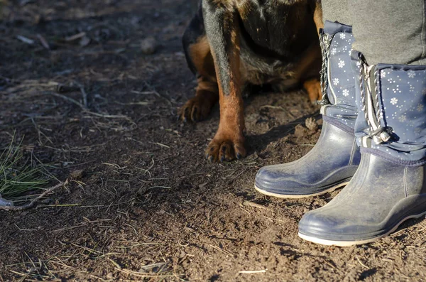 Dog Obediently Sits Women Feet Rubber Boots Adult Rottweiler Carries — Stock Photo, Image