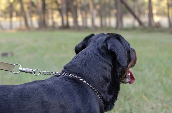 Profil Rottweiler Adulte Laisse Grand Rottweiler Mâle Regarde Avec Intérêt — Photo