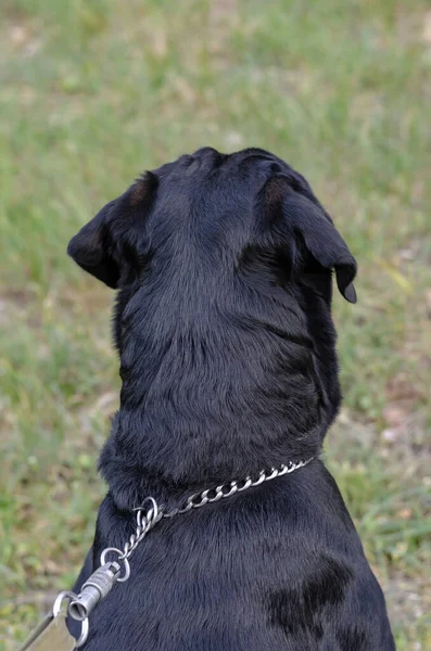 Profile Adult Rottweiler Leash Large Male Rottweiler Interestedly Looking Distance — Stock Photo, Image