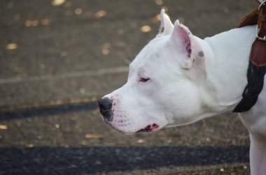Beyaz bir Amerikan personeli teriyerinin portresi. Köpek kamerayı geçtikten sonraki mesafeye dikkatlice bakar. Hayvanlara sevgiler. Köpek şovu. Yan görünüm.
