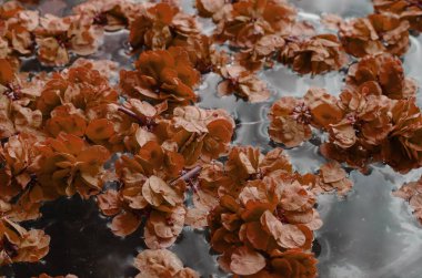 Yüzen yapraklı bir göletin detaylı bir görüntüsü. Portakal yaprakları suda yüzer. Taze ağaç yapraklarıyla sakin bir gölet. Sessiz su yüzeyi. Seçici odaklanma. Yakın plan..