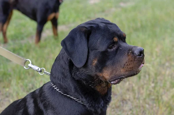 Retrato Gran Macho Rottweiler Campo Entrenamiento Adulto Rottweiler Está Interesadamente —  Fotos de Stock