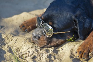 Güneş gözlüklü Rottweiler. Yetişkin bir erkek Rottweiler portresi. Evcil hayvan güneşteki kumun üzerinde yatıyor. Evcil hayvanlarla dinlen. Seçici odak.