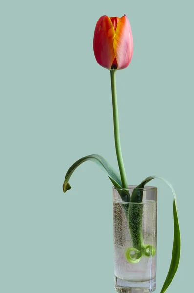 Tulip in a glass cup. Single tulip in a transparent glass with water. The stem of a flower in a glass is curiously curled. Side view. Isolate on a gray-green background.