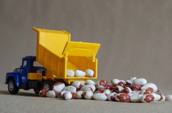 A yellow toy dump truck spills out anasazi beans. A toy truck unloads a full body of dry beans. Creative background. Harvesting and Logistics. Selective focus.