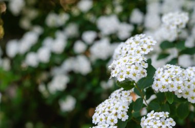 Spirea çalısının beyaz çiçekleri. Bahar infloresanları yakın çekim. Bahçe düzenleme, bahçıvanlık. Bitki yetiştirmek ve satmak. Seçici odak.
