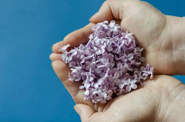 Flores Lilás Nas Palmas Das Mulheres Muitas Cores Roxas Segurar — Fotografia de Stock