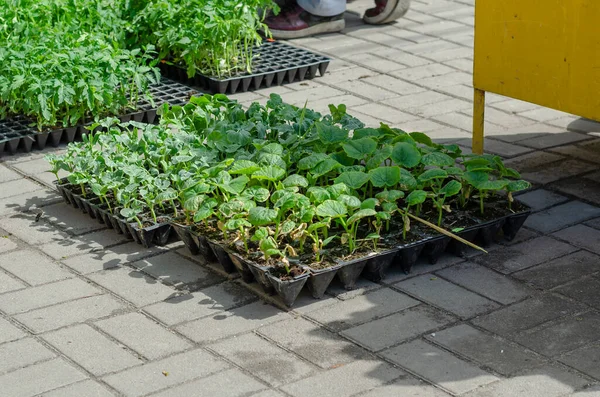 Handel Med Unga Plantor Olika Grönsaker Den Lokala Marknaden Brickor — Stockfoto