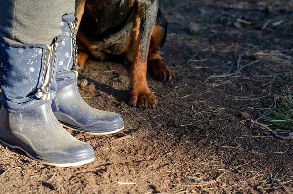 Dog Obediently Sits Women Feet Rubber Boots Adult Rottweiler Carries — Stock Photo, Image