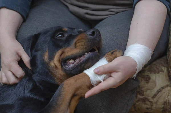 A sick dog sits at the owner s feet. Rottweiler with bandaged paw. Dog paw in a woman\'s bandaged hand. The animal and its owner with injuries after accident. Selective focus.