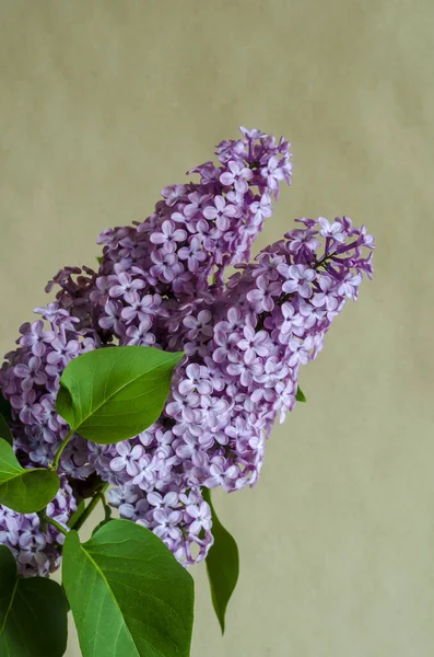 Fragment Bouquet Lilac Indoors Beautiful Spring Flowers Free Space Designer — Stock Photo, Image