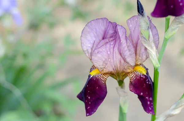 Krásná Fialová Vousatá Duhovka Ranními Kapkami Rosy Zblízka Jarní Květina — Stock fotografie