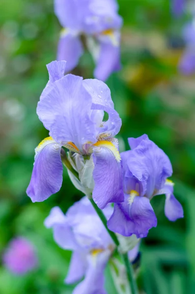 Flor Bonita Uma Íris Barbuda Lilás Leve Com Gotas Orvalho — Fotografia de Stock