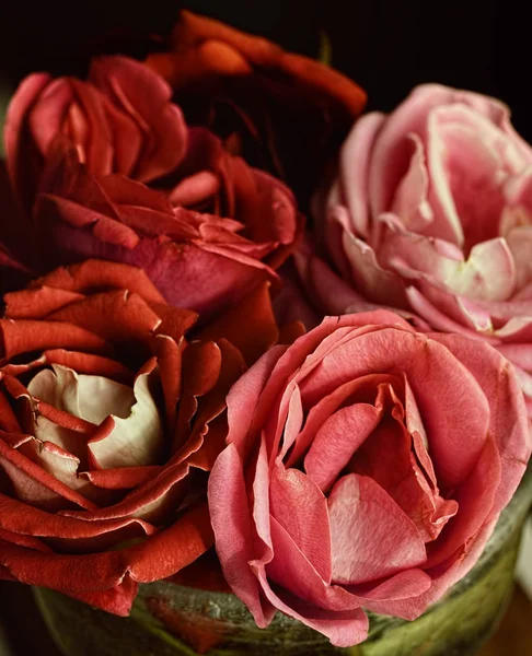 Fiori di rose rosa. Fiori di sfondo, primo piano . — Foto Stock