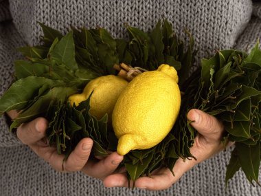Kız elinde defne yaprakları ve iki taze limonla dallar tutuyor. Yakın plan, Fas 'ta limonları tuz ve baharatla mayalamak için. (Laurus nobilis, Yunan defne kuşu).