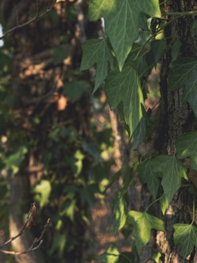 Yeşil sarmaşık yapraklarından. Ağaç gövdesi her zaman yeşil sarmaşıkla kaplıdır. Doğal orman arka planı, yaprakların üzerindeki güneş ışınları. Yakın plan..