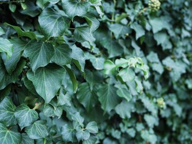 Yeşil sarmaşık yapraklarından. Doğal orman geçmişi, yapraklara özenli odaklanma. Yakın plan. Doğal arkaplan.