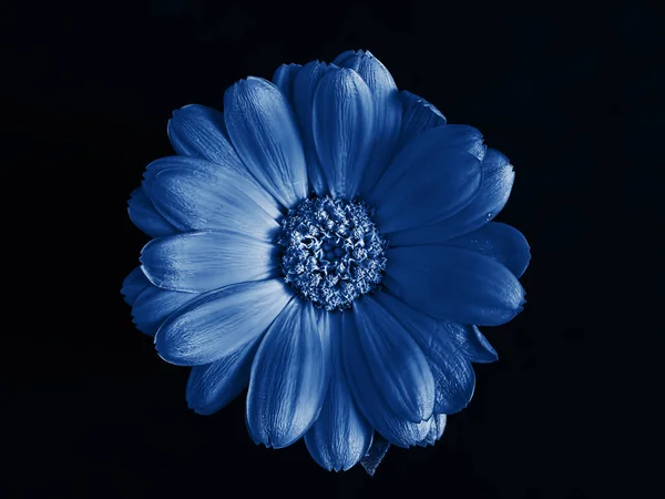 Fiore di calendula blu isolato su sfondo nero. Vista dall'alto — Foto Stock