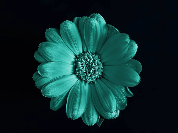 Menta calendula fiore isolato su sfondo nero. Vista dall'alto — Foto Stock