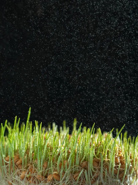 暗い背景に位置する芽の上に水の滴に発芽した小麦の種。背景に雨のスプレー。クローズアップ、自然光。垂直方向、テキストのスペース。健康的で自然食品. — ストック写真