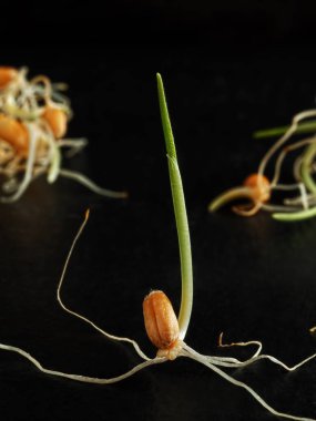 Koyu bir arka planda bulunan filizlenmiş buğday tohumu. Yakın plan, doğal ışık. Dikey yönelim, metin için boşluk. Sağlıklı, doğal yiyecekler..