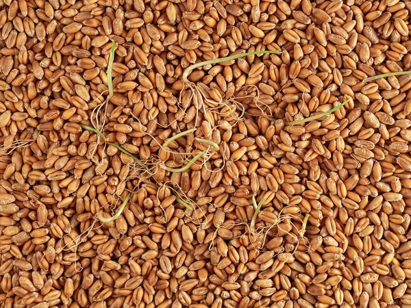 Wheat grains for germination and sprouted grains on the surface of the table. Top view, natural background. Horizontal orientation — Stock Photo, Image